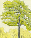 Oak In Yellow Print