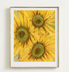 Sunflower Study 01
