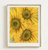 Sunflower Study 01