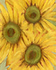 Sunflower Study 01